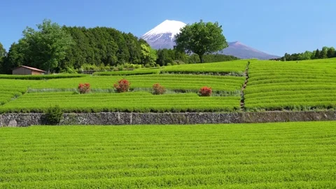 Mount Fuji and Green Tea Plantation, Shizuoka, Japan 스톡 동영상 340827387
