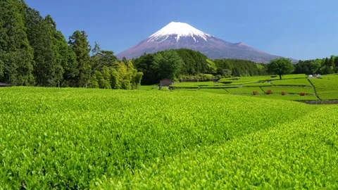 Mount Fuji and Green Tea Plantation, Shizuoka, Japan Stock-Footage 340827391