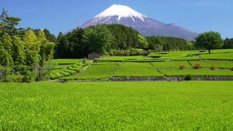 Mount Fuji and Green Tea Plantation, Shizuoka, Japan Stock Footage 340827397