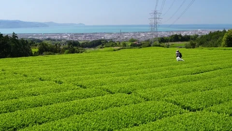 Mount Fuji and Green Tea Plantation, Shizuoka, Japan Vidéo 340827405
