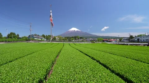 Mount Fuji and Green Tea Plantation, Shizuoka, Japan Stock-Footage 340827409