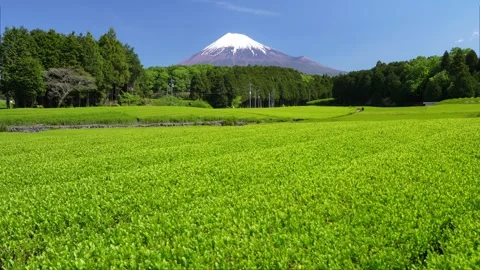 Mount Fuji and Green Tea Plantation, Shizuoka, Japan Stock Footage 340827415