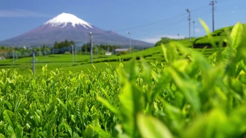Mount Fuji and Green Tea Plantation, Shizuoka, Japan Stock Footage 340827444