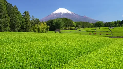 Mount Fuji and Green Tea Plantation, Shizuoka, Japan Stock Footage 340827452