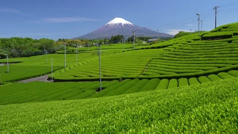 Mount Fuji and Green Tea Plantation, Shizuoka, Japan Stock-Footage 340827454