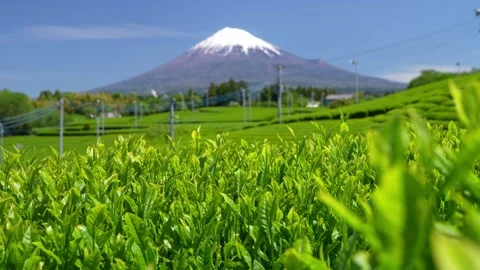Mount Fuji and Green Tea Plantation, Shizuoka, Japan Stock-Footage 340827502