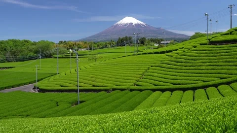 Mount Fuji and Green Tea Plantation, Shizuoka, Japan Stock-Footage 340827534