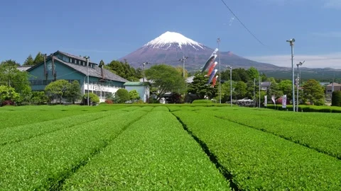 Mount Fuji and Green Tea Plantation, Shizuoka, Japan Video stock 340827537