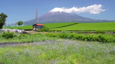 Mount Fuji and Green Tea Plantation, Shizuoka, Japan Stock Footage 340827543