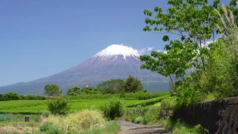Mount Fuji and Green Tea Plantation, Shizuoka, Japan Stock Footage 340827564
