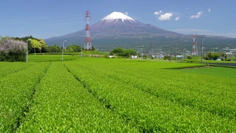 Mount Fuji and Green Tea Plantation, Shizuoka, Japan Stock-Footage 340827570