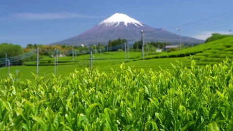 Mount Fuji and Green Tea Plantation, Shizuoka, Japan Video stock 340827582