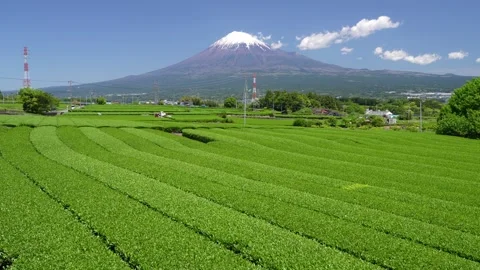 Mount Fuji and Green Tea Plantation, Shizuoka, Japan Stock-Footage 340827601