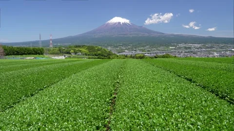 Mount Fuji and Green Tea Plantation, Shizuoka, Japan 스톡 동영상 340827614
