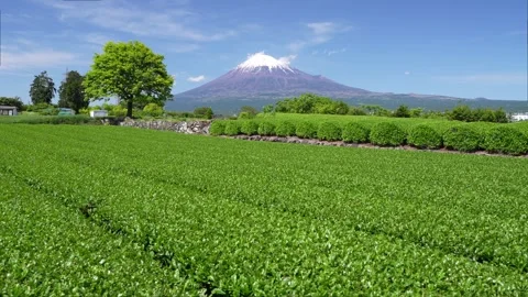 Mount Fuji and Green Tea Plantation, Shizuoka, Japan Video stock 340827623
