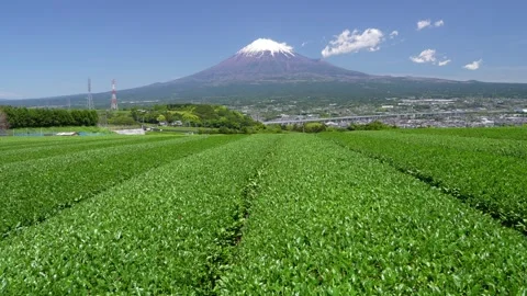 Mount Fuji and Green Tea Plantation, Shizuoka, Japan Stock Footage 340827642