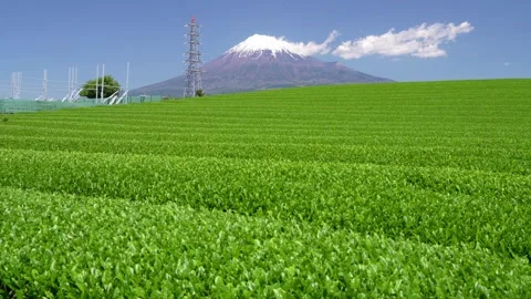 Mount Fuji and Green Tea Plantation, Shizuoka, Japan Stock Footage 340827655