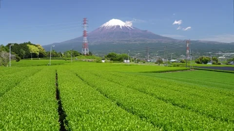 Mount Fuji and Green Tea Plantation, Shizuoka, Japan 스톡 동영상 340827663