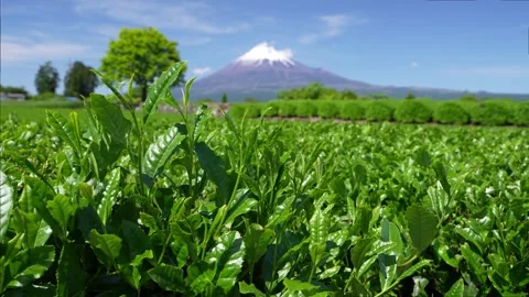 Mount Fuji and Green Tea Plantation, Shizuoka, Japan Stock Footage 340827665