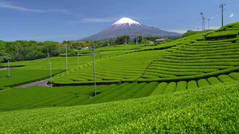 Mount Fuji and Green Tea Plantation, Shizuoka, Japan Stock-Footage 340827666