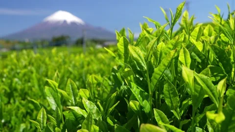Mount Fuji and Green Tea Plantation, Shizuoka, Japan Stock-Footage 340827680