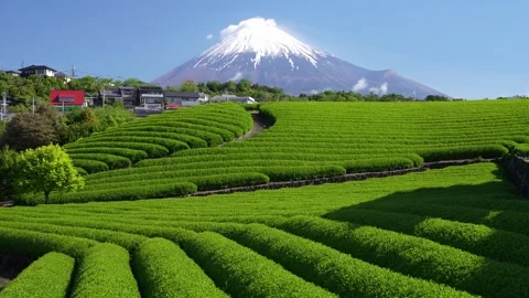 Mount Fuji and Green Tea Plantation, Shizuoka, Japan Stock-Footage 340827690