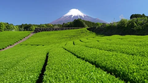 Mount Fuji and Green Tea Plantation, Shizuoka, Japan 스톡 동영상 340827702
