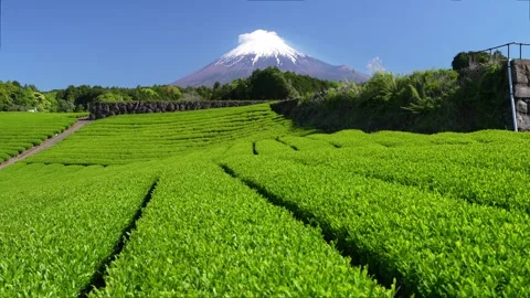 Mount Fuji and Green Tea Plantation, Shizuoka, Japan Video stock 340827705