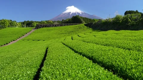 Mount Fuji and Green Tea Plantation, Shizuoka, Japan Stock Footage 340827708
