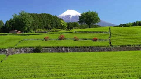 Mount Fuji and Green Tea Plantation, Shizuoka, Japan Stock Footage 340827715