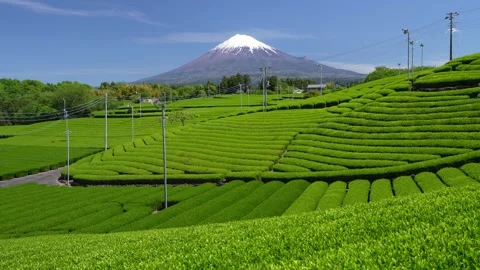 Mount Fuji and Green Tea Plantation, Shizuoka, Japan Stock-Footage 340827727