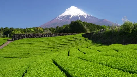 Mount Fuji and Green Tea Plantation, Shizuoka, Japan Stock Footage 340827728