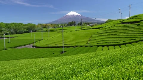 Mount Fuji and Green Tea Plantation, Shizuoka, Japan Video stock 340827729