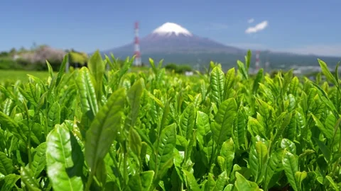 Mount Fuji and Green Tea Plantation, Shizuoka, Japan Stock Footage 340827735
