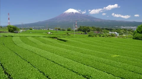 Mount Fuji and Green Tea Plantation, Shizuoka, Japan 스톡 동영상 340827739