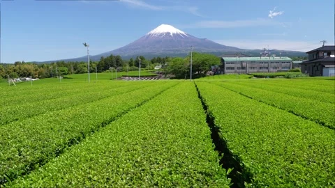 Mount Fuji and Green Tea Plantation, Shizuoka, Japan Stock Footage 340827751