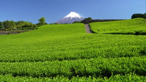 Mount Fuji and Green Tea Plantation, Shizuoka, Japan Stock Footage 340827752