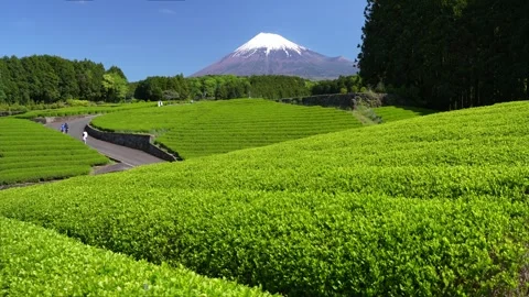 Mount Fuji and Green Tea Plantation, Shizuoka, Japan 스톡 동영상 340827755