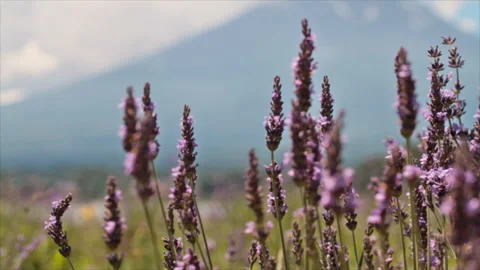 Mount Fuji and the Lavender Fields Video stock 327589451