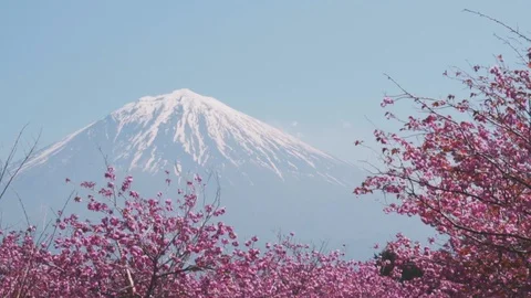 Mount Fuji and Sakura in spring, Cherry blossom Sakura at Fujisan Kawaguchiko, j Stock Footage 91513408