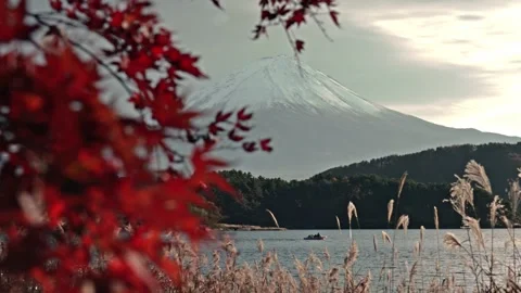 Mount Fuji appears behind red autumn leaves (Momiji) at Lake Kawaguchiko in Stock Footage 335899739