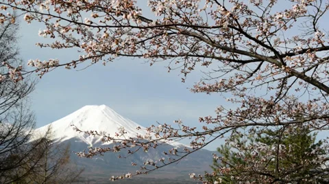 Mount Fuji with cherry blossom 스톡 동영상 39796840