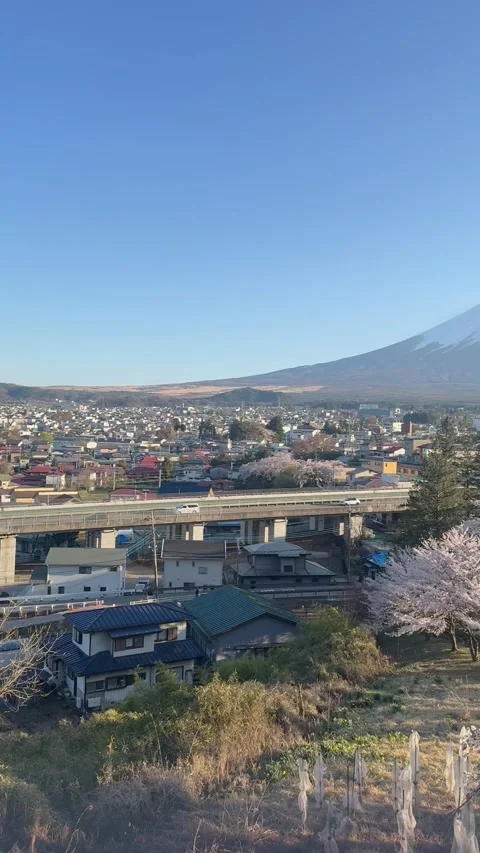 Mount Fuji with Cherry Blossoms in Spring – Arakurayama Sengen Park, Japan Video stock 314937317