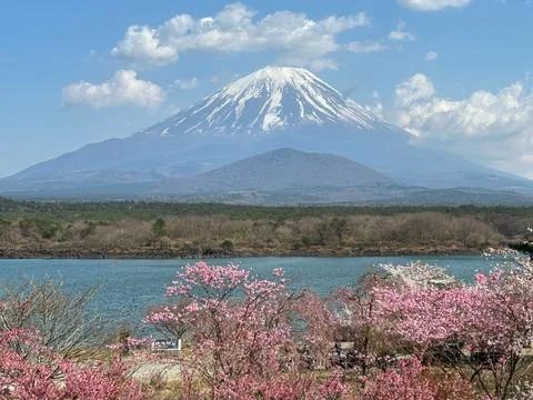 Mount Fuji with Cherry Blossoms in Spring. Stock Photos