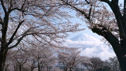 Mount Fuji Framed by Cherry Blossoms (LOOPABLE) Stock Footage 315597152