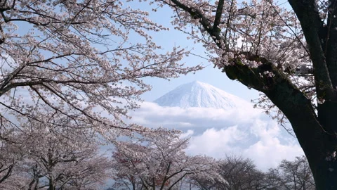 Mount Fuji Framed by Cherry Blossoms (ZOOM OUT) Stock Footage 315598238