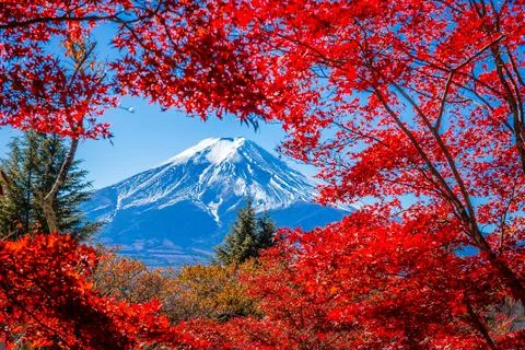 Mount Fuji framed with red maple leaves beautifully in autumn. Stock Photos