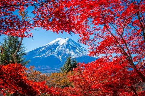 Mount Fuji framed with red maple leaves beautifully in autumn. Foto stock