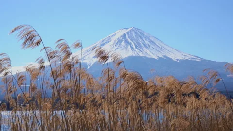 Mount Fuji with grass in the foreground Stock Footage 239310343