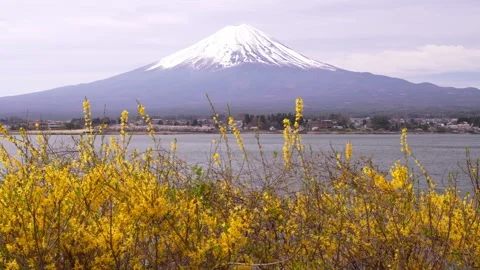 Mount Fuji at Lake Kawaguchi in Spring, Yamanashi, Japan 動画素材 343047273